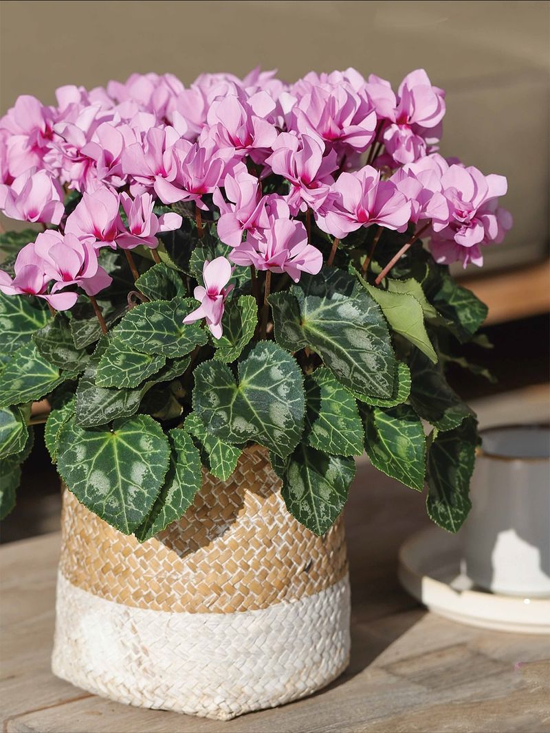 Compact Size Ideal For Container Arrangements