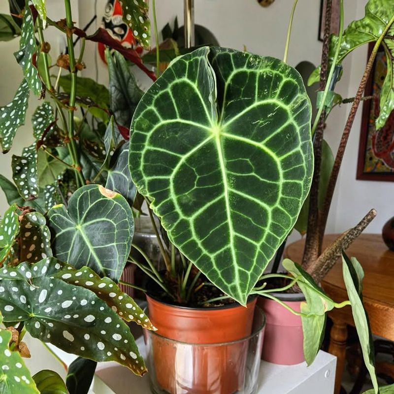 Anthurium Clarinervium