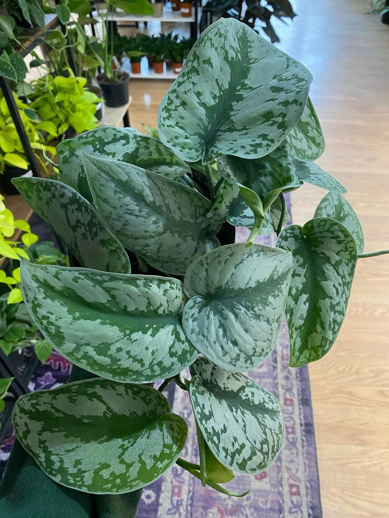 Scindapsus Pictus Exotica