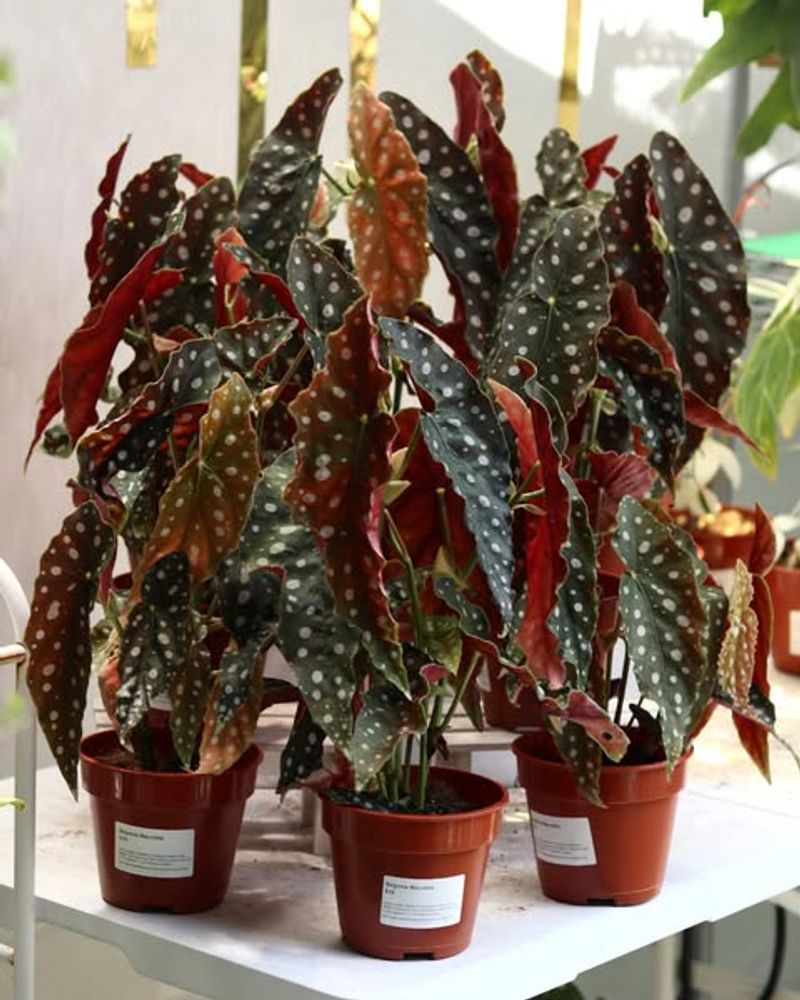 Begonia Maculata