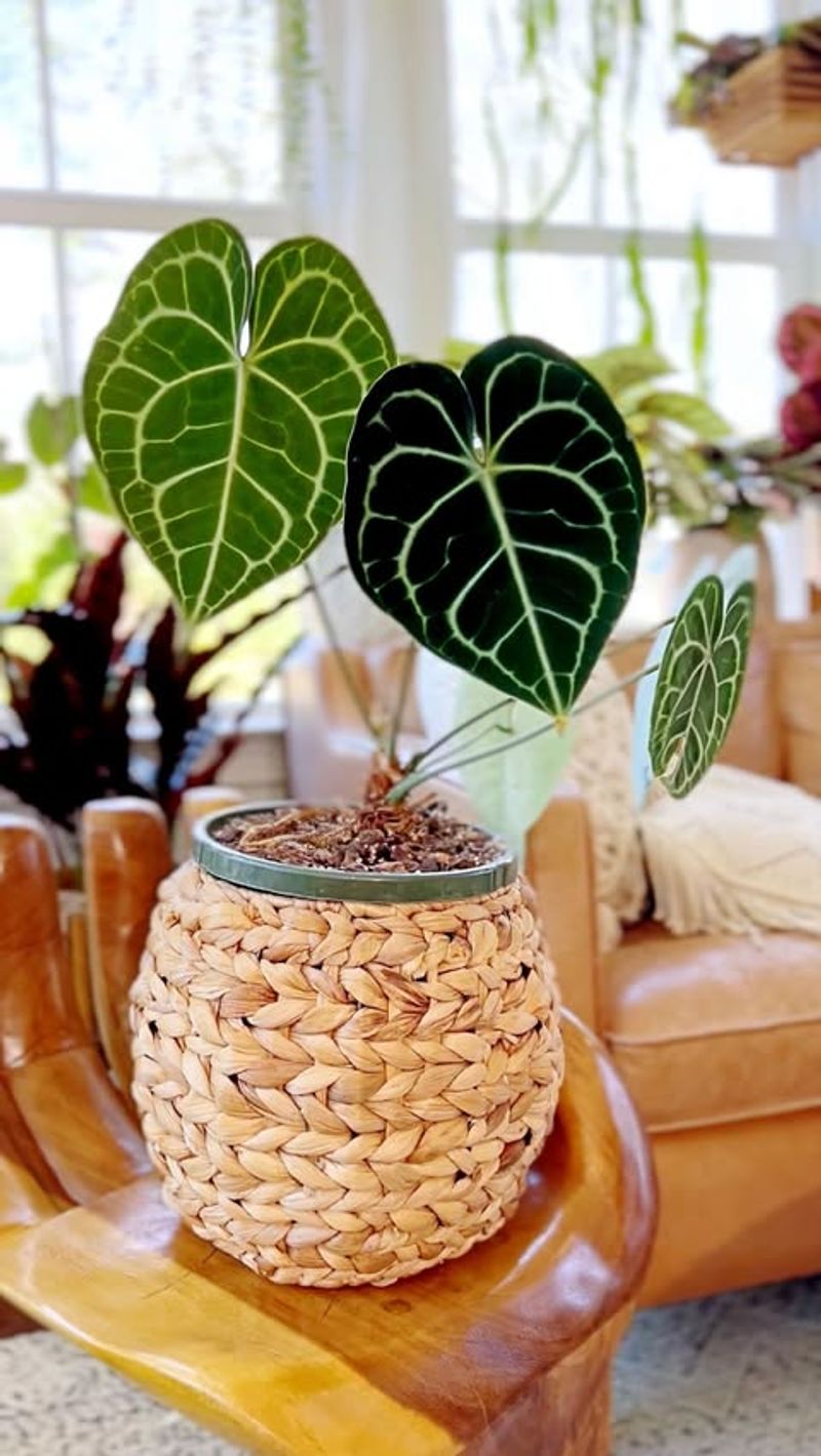 Anthurium Clarinervium