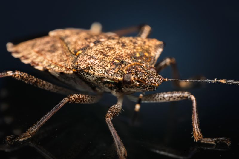 Brown Marmorated Stink Bug