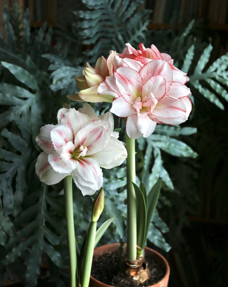 Green-Tinged Buds Need More Time