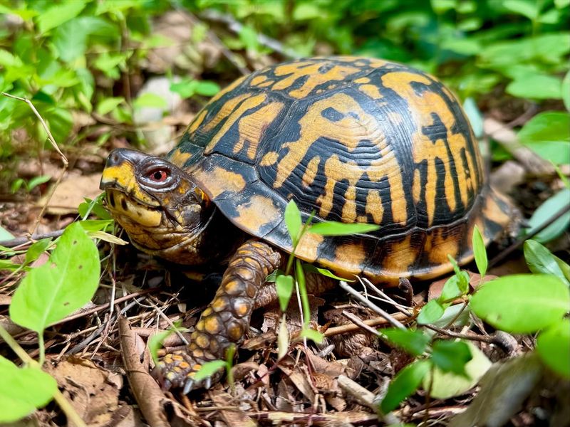Eastern Box Turtle