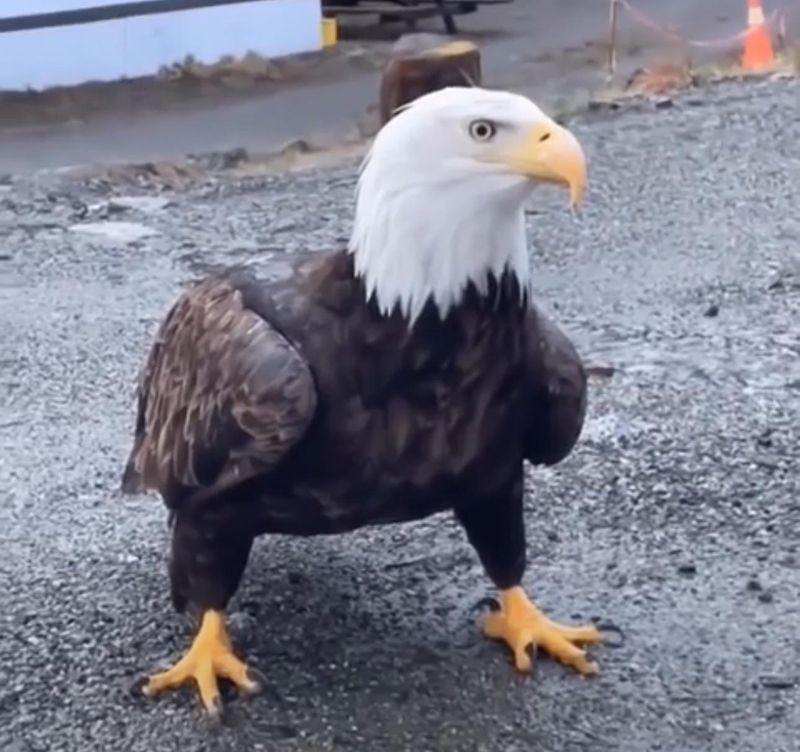 Bald Eagle