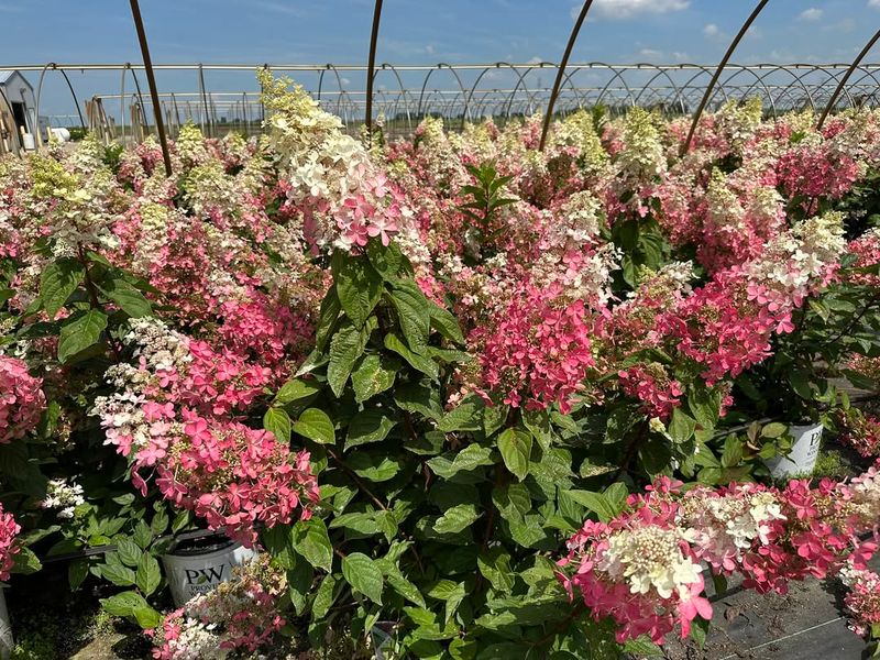 Attracts Butterflies And Pollinators To Yard