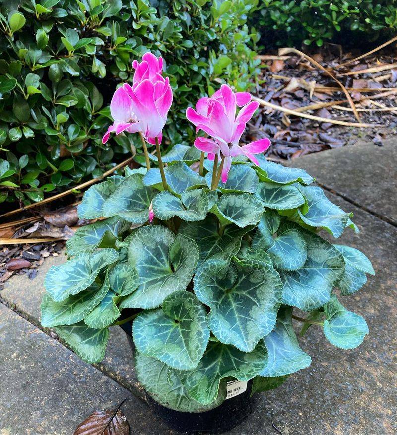 Attractive Foliage Bonus