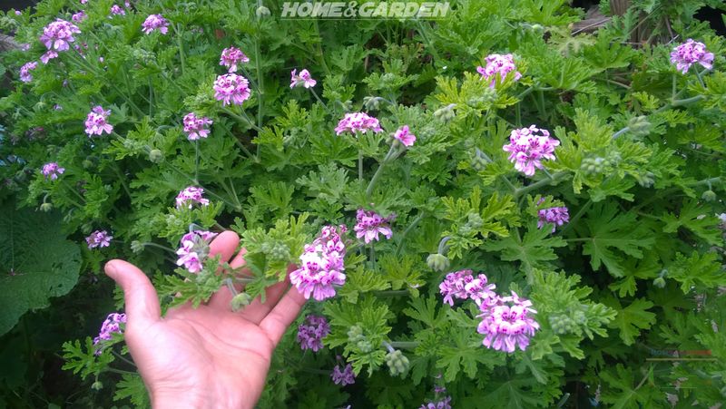 Natural Pest Deterrent