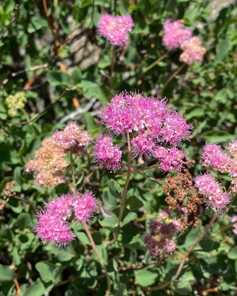 Adaptable To Sun Or Partial Shade