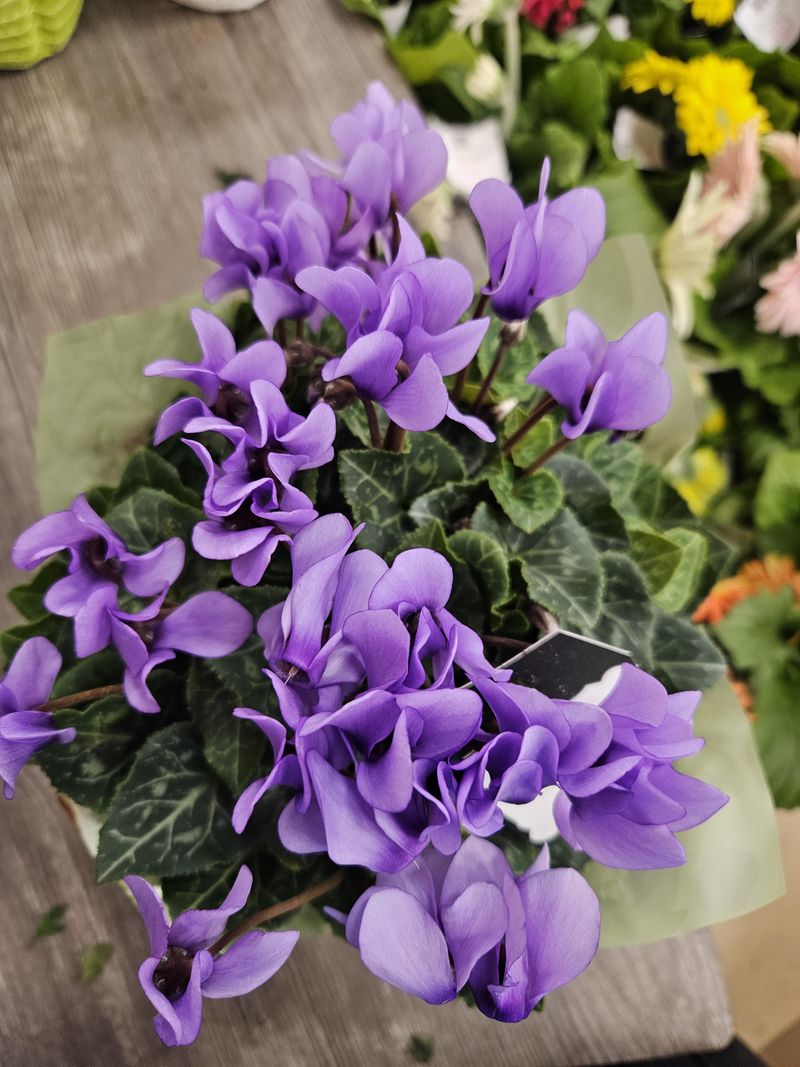 Minimal Care Requirements For Busy Gardeners