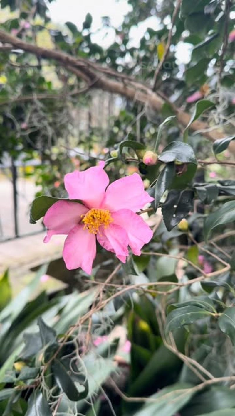 Attracts Pollinators During Scarce Months