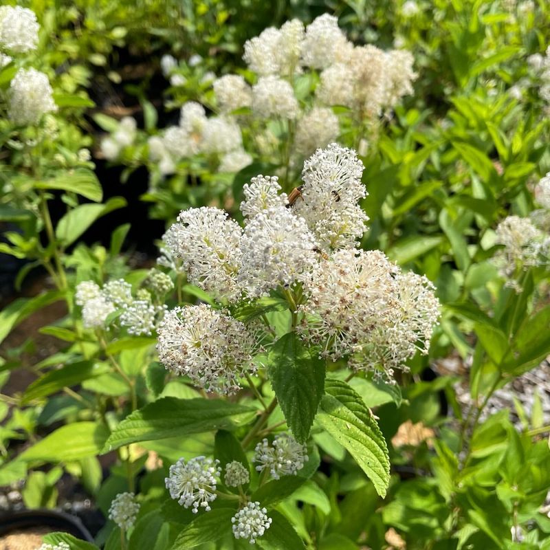 Important Food Source For Wildlife