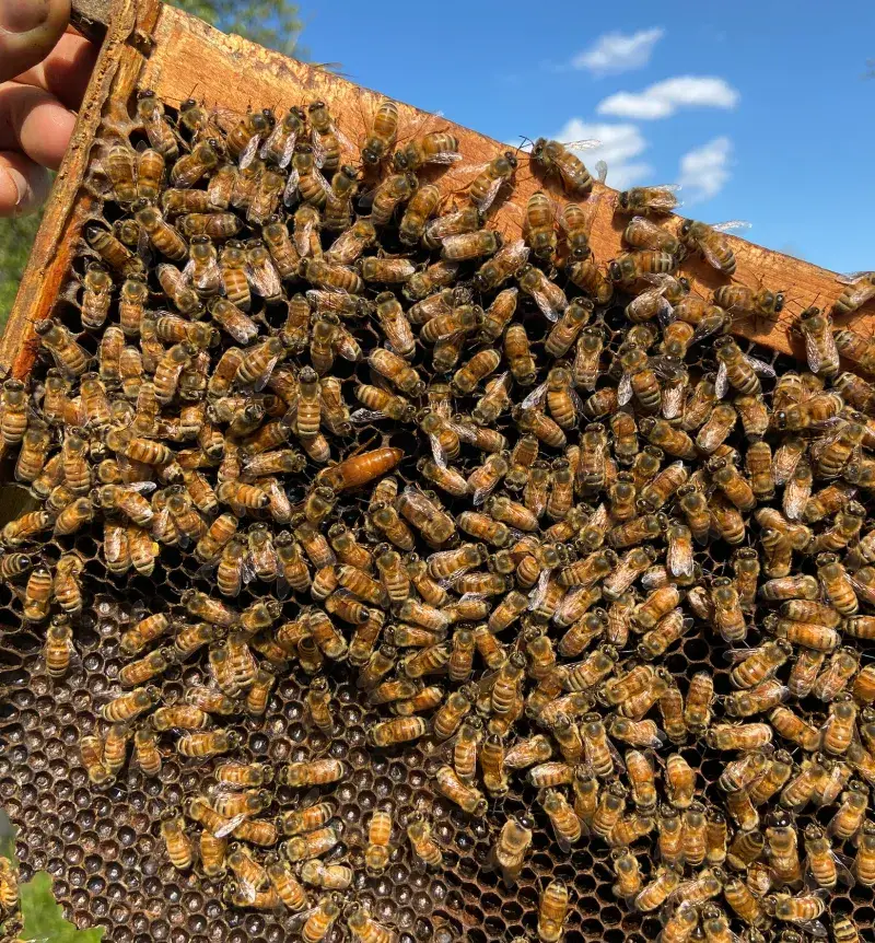 Cell Tower Radiation Confuses Navigation