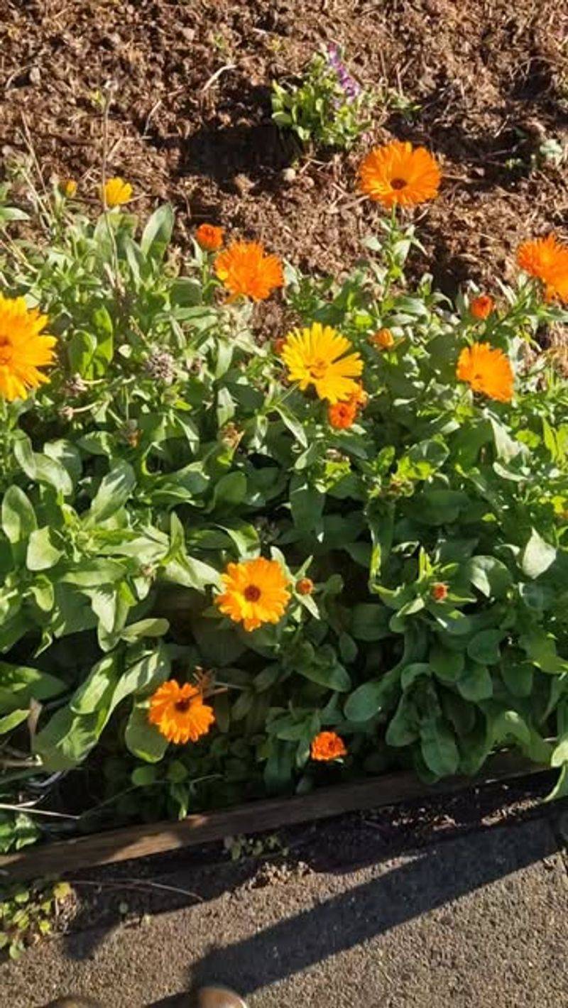 South-Facing Garden Spots Capture Maximum Winter Sunlight