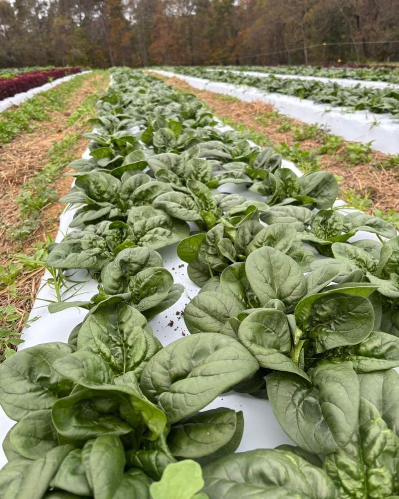 Harvesting Techniques Encourage Continued Growth