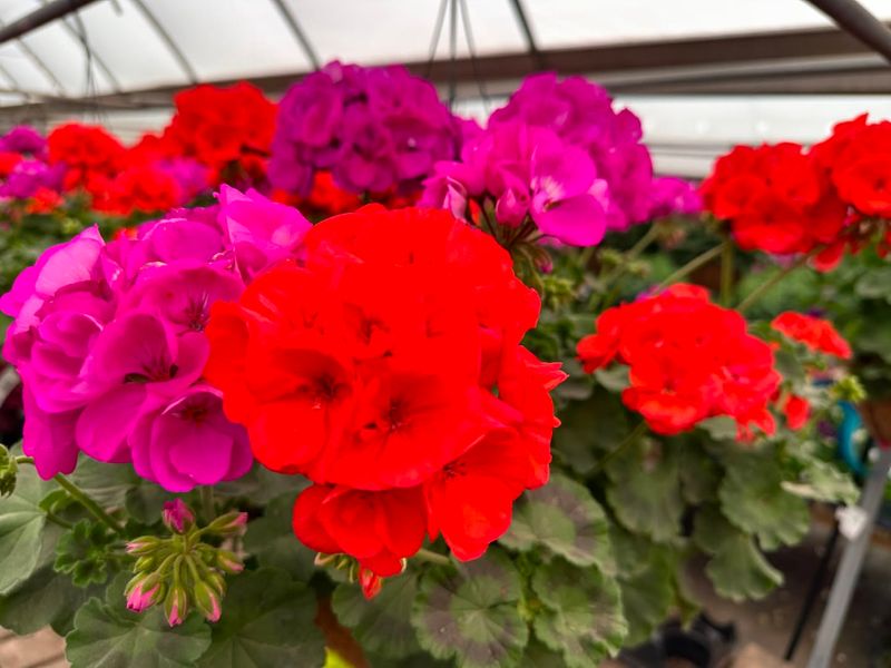 Geraniums