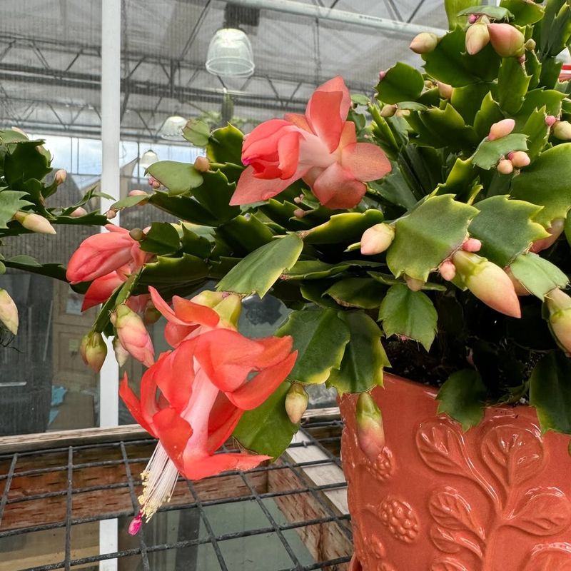 Plant Age And Maturity Level