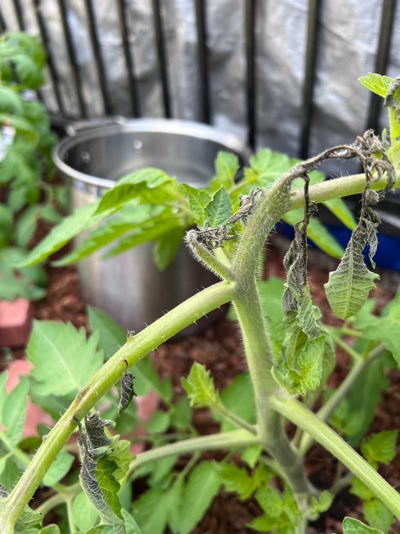 Tomato Plants