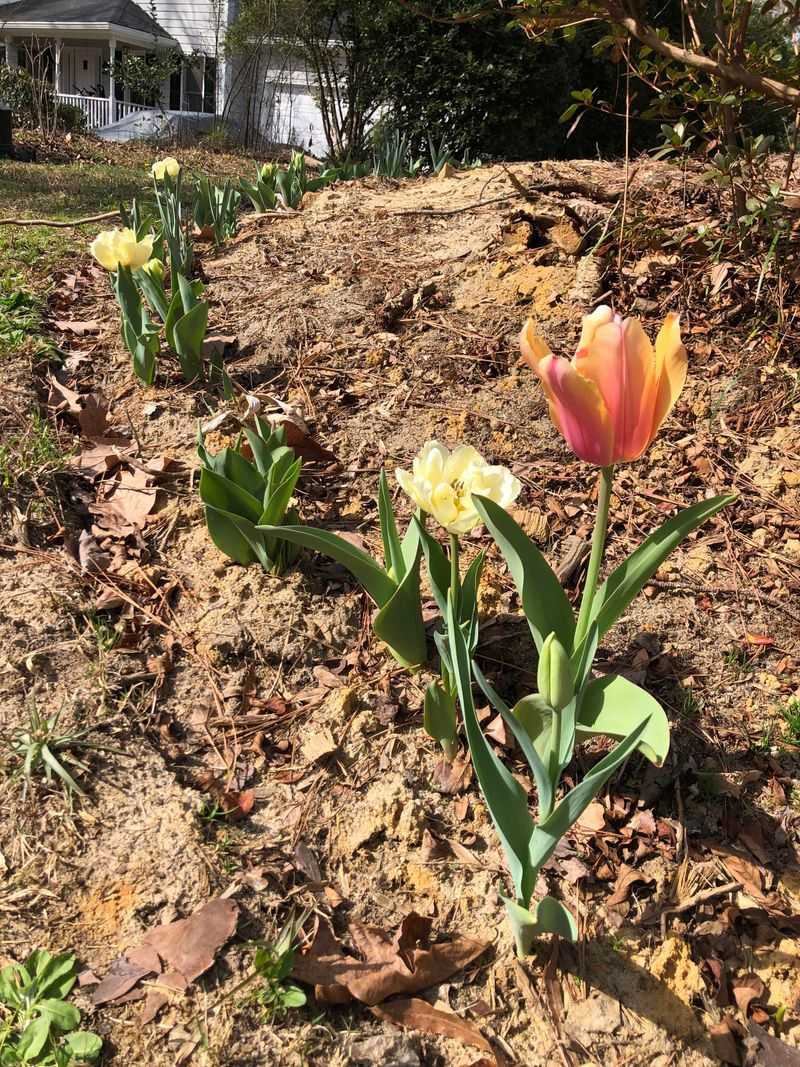 Bud Development Stops Completely After Exposure to Freezing Conditions