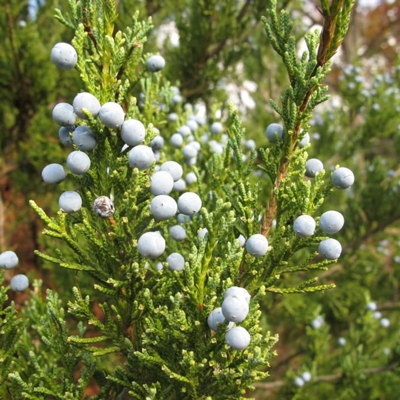 Eastern Red Cedar In Wildlife Management Areas
