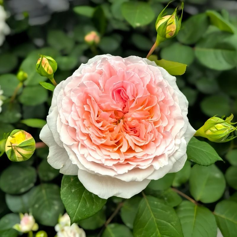 Roses Respond With Explosive Blooms