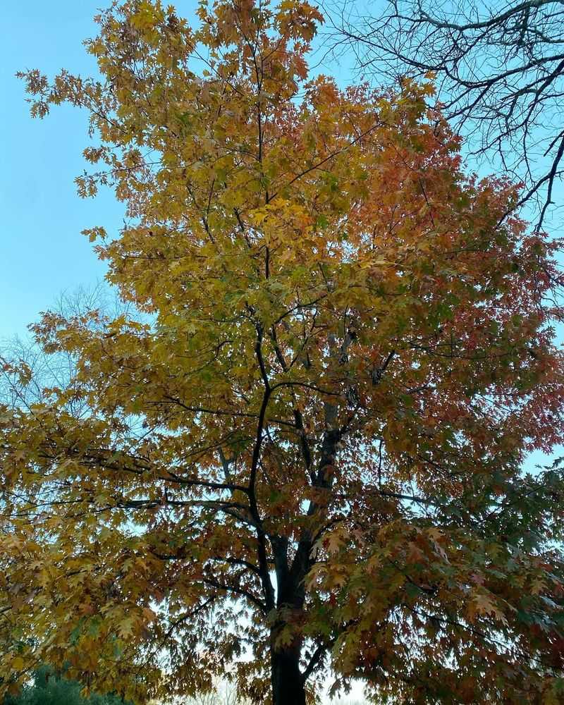 Oak Trees Went Through A Mast Year Cycle