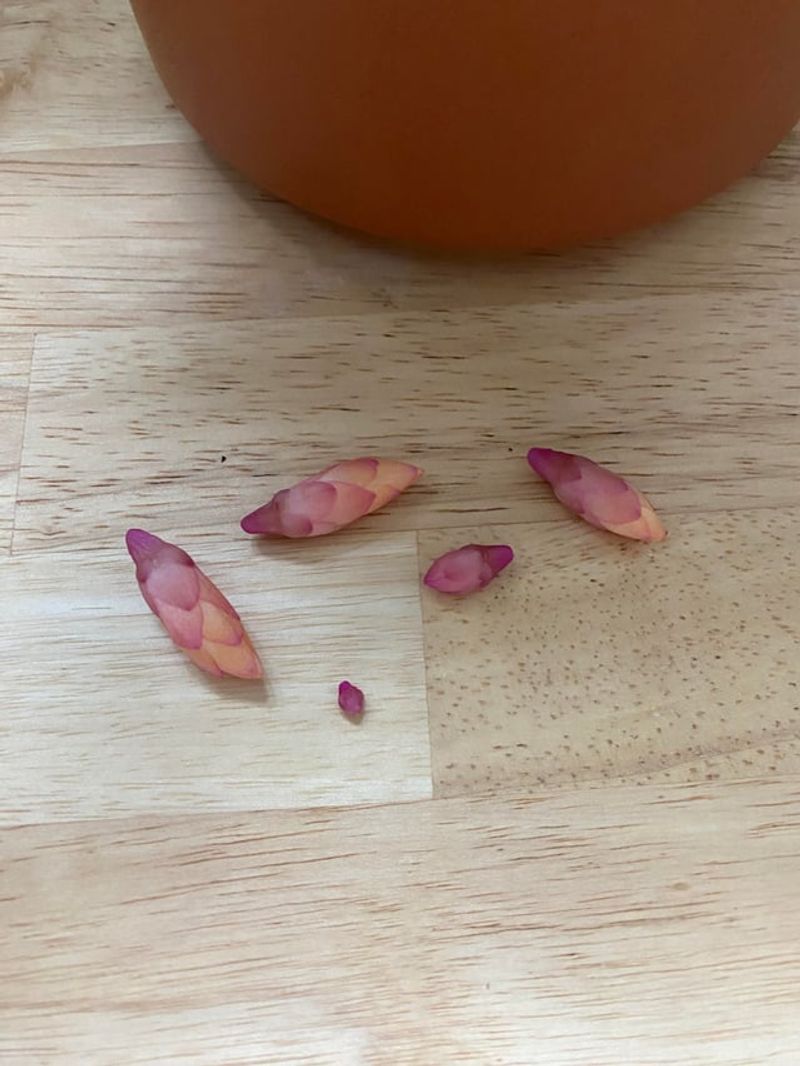 Temperature Swings Stress Plants Out