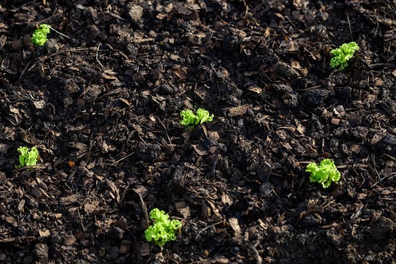 Soil Temperature Stays Optimal