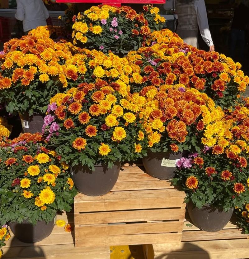 Fertilizing Boosts Flower Production