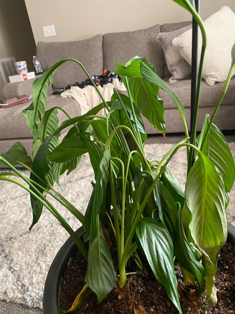 Cold Air Conditioning Shocks The System