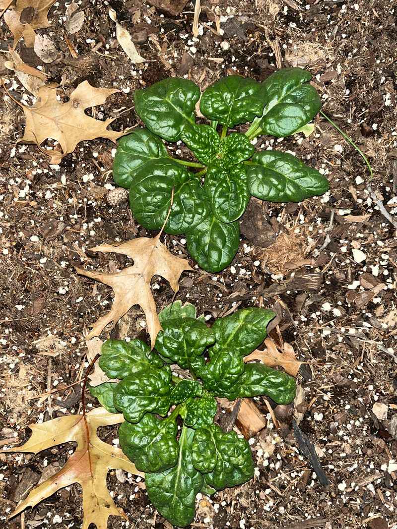 Quick Maturity for Extended Harvests