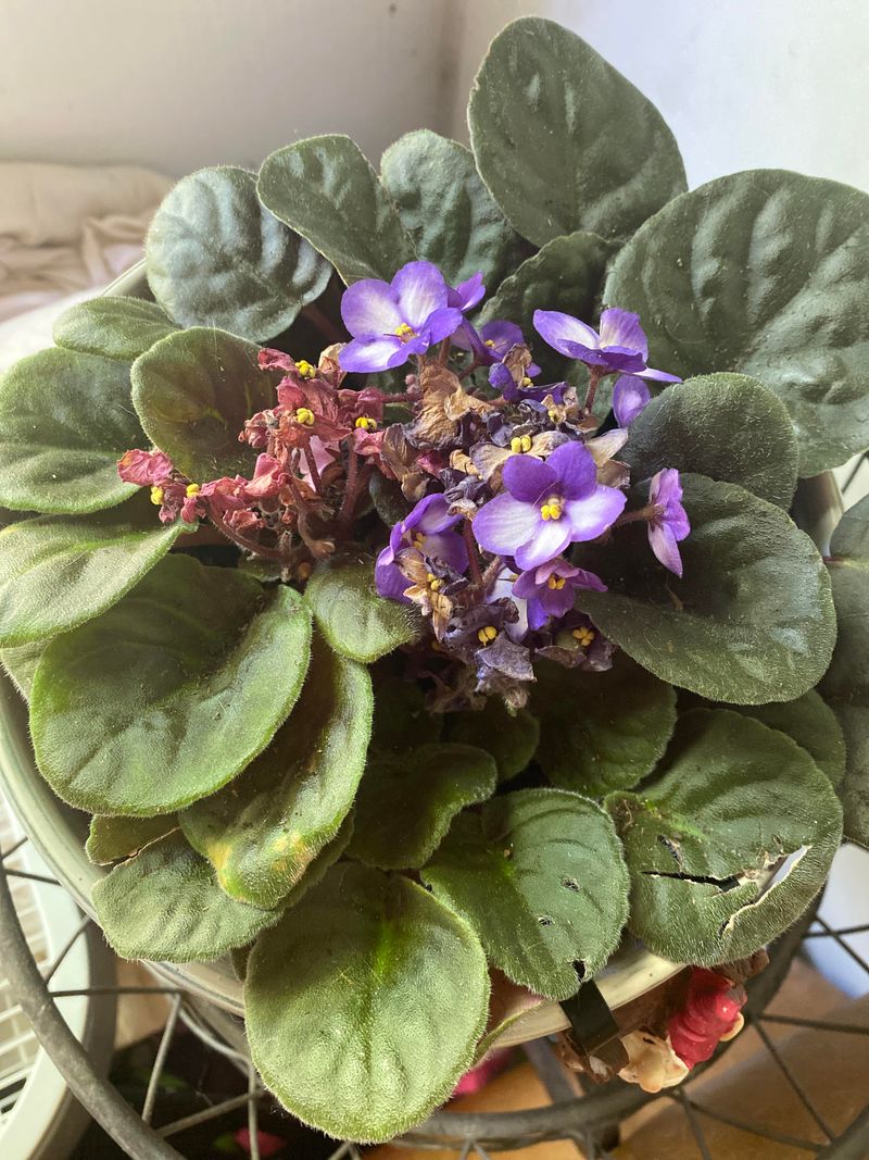 Groom And Inspect Regularly