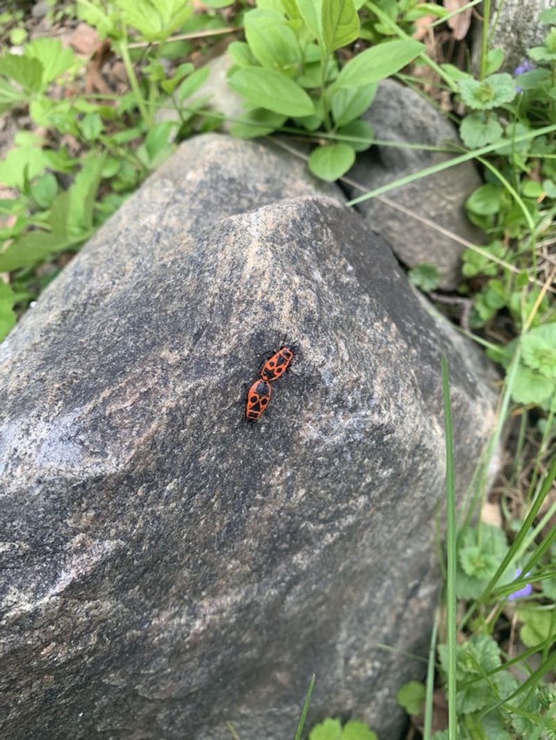 Attracting Beneficial Insects That Birds Need