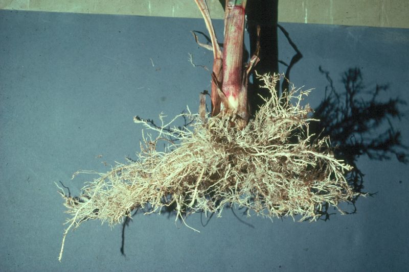 Reduces Aluminum Toxicity In Problem Areas