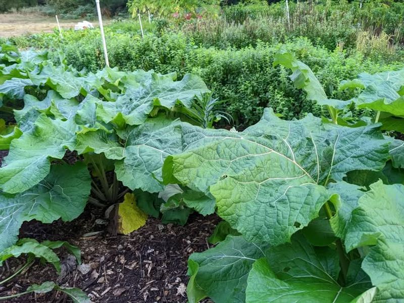 How You Can Use Burdock Leaves And Roots At Home