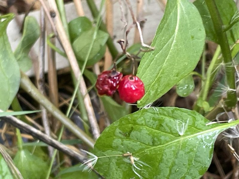 Flowers Appear Like Tiny White Bells
