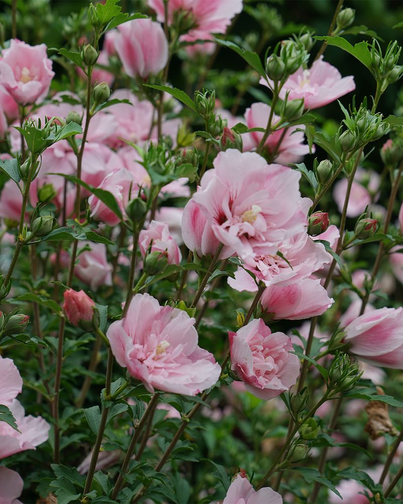 Blooms Keep Coming From July Through September