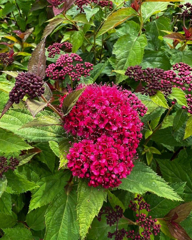 Blooms Arrive In Late Spring To Early Summer