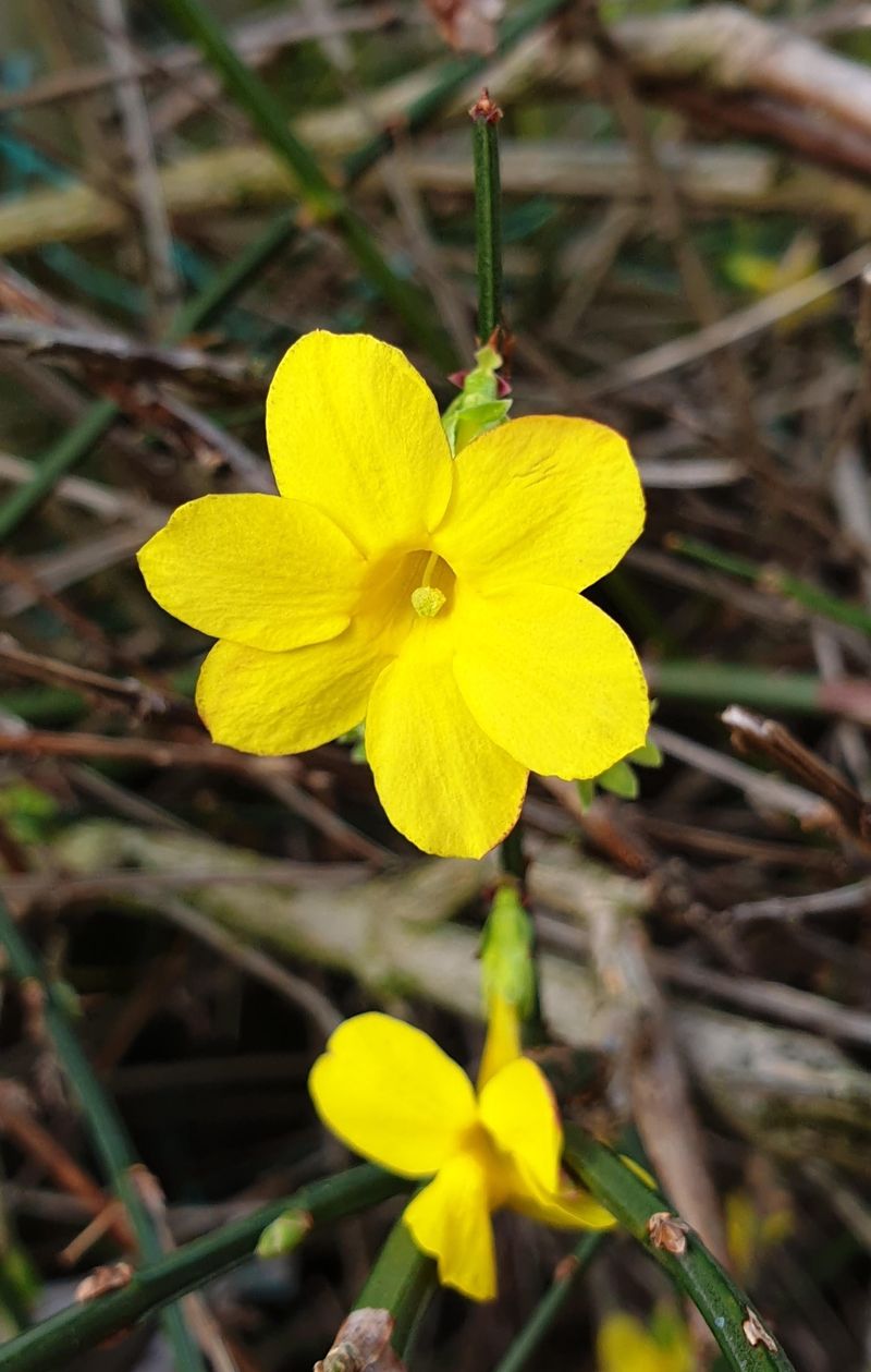 Grows Fast And Fills Empty Spaces