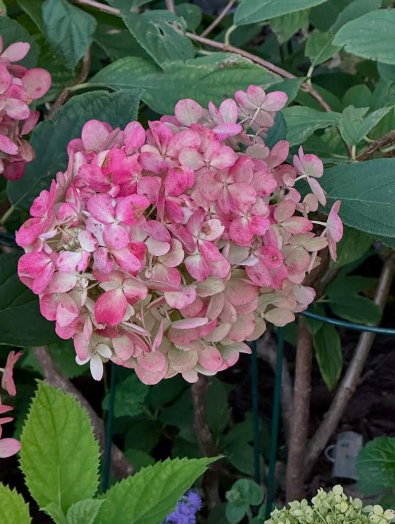 Color Changes From White To Deep Pink