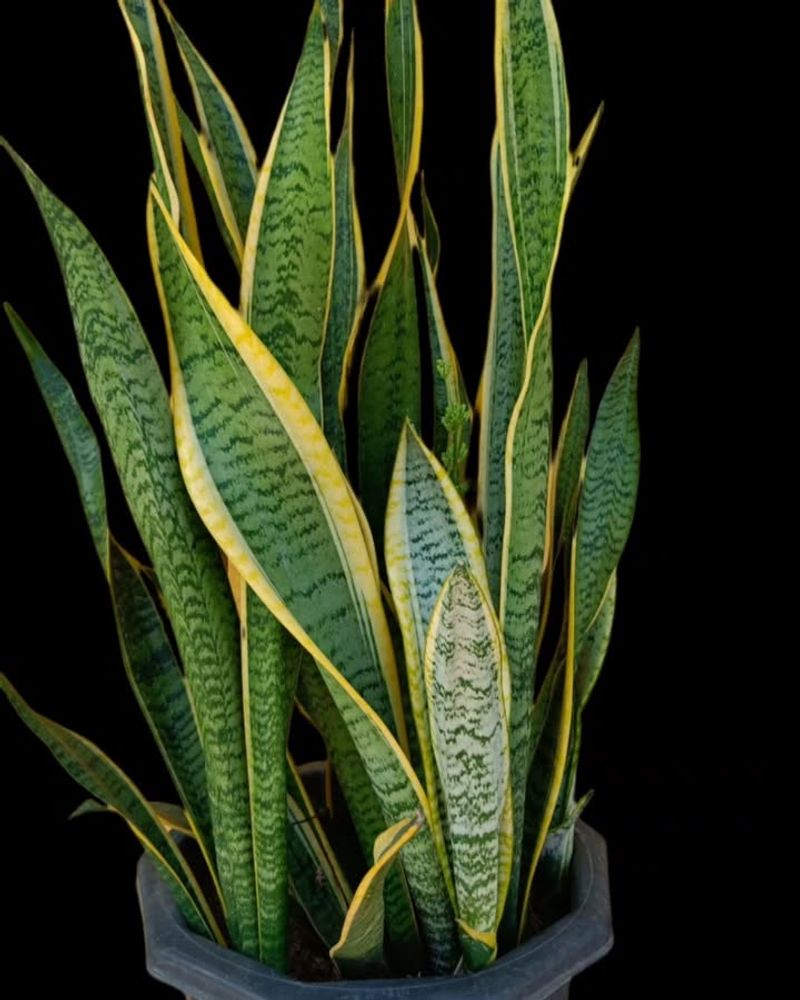 Tolerates Dry Indoor Air