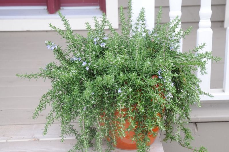 Welcoming Fragrance For Guests