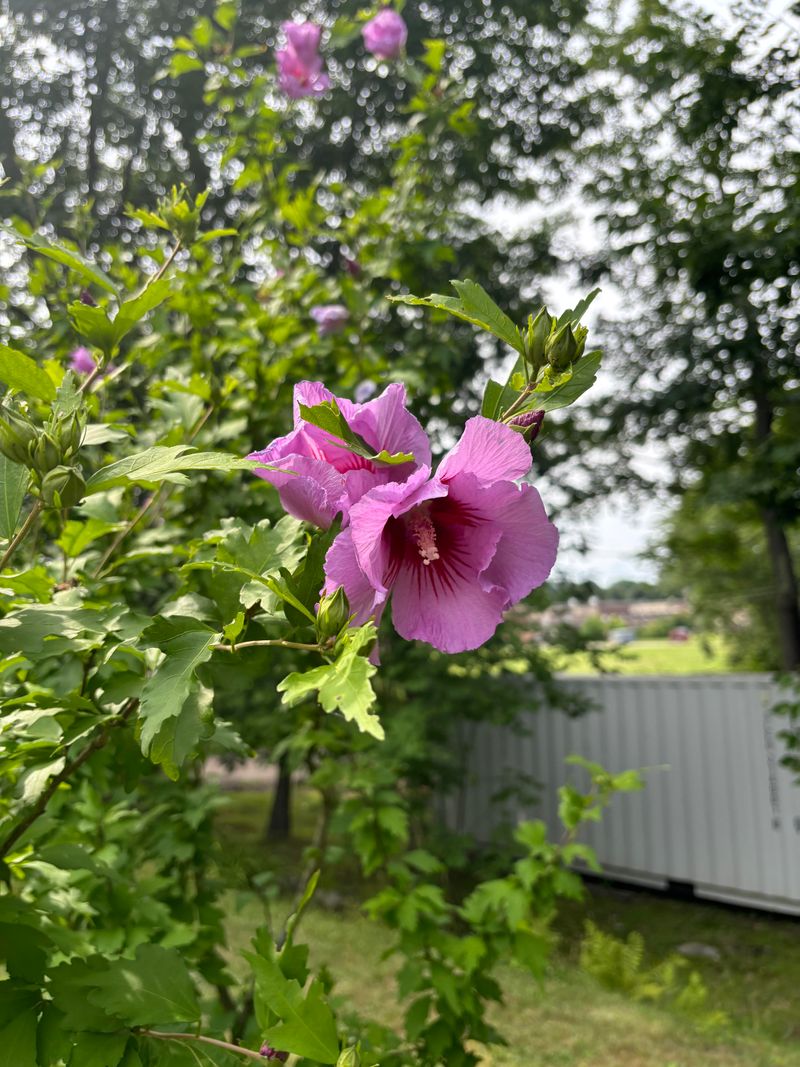 Blooms Keep Coming All Summer Long