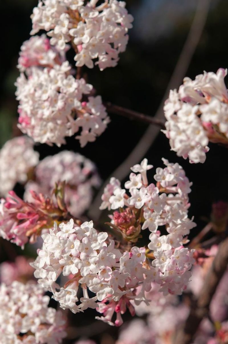 Pink Snowball Blooms Create Springtime Magic