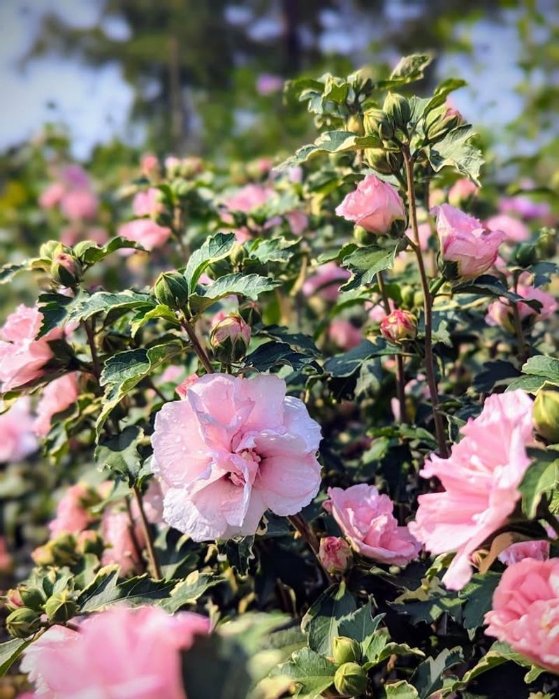 Grows Quickly To Fill Empty Garden Spaces