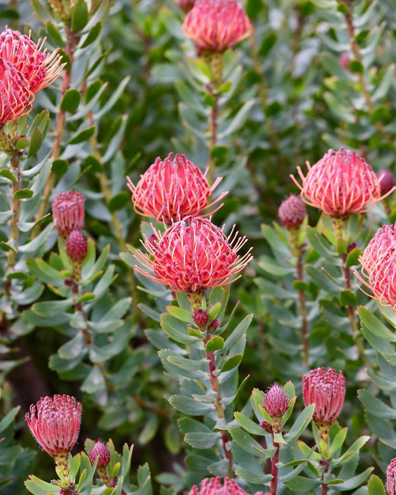 Carnival Protea (Protea neriifolia)