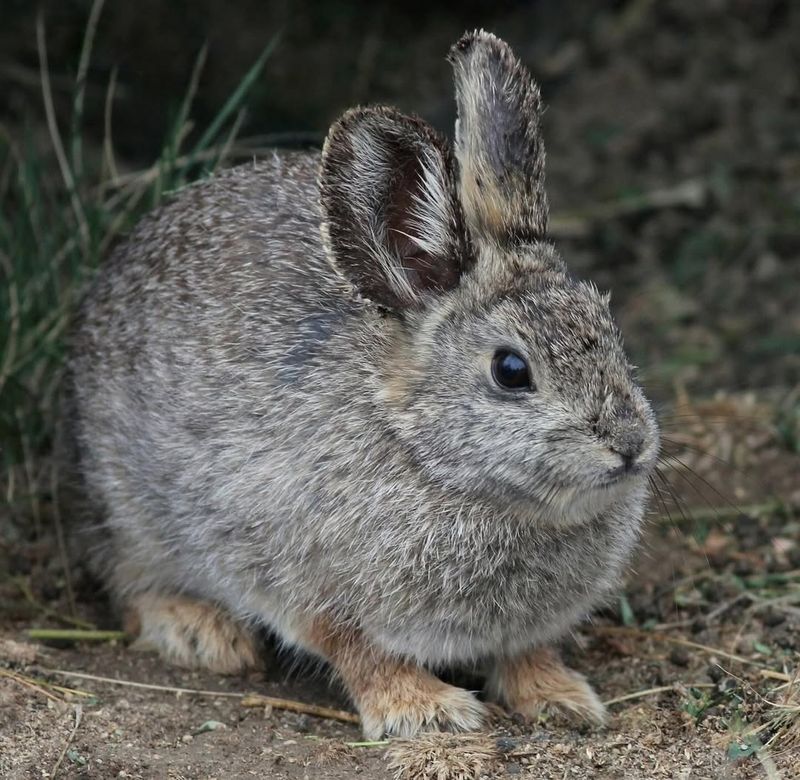 Pygmy Rabbit