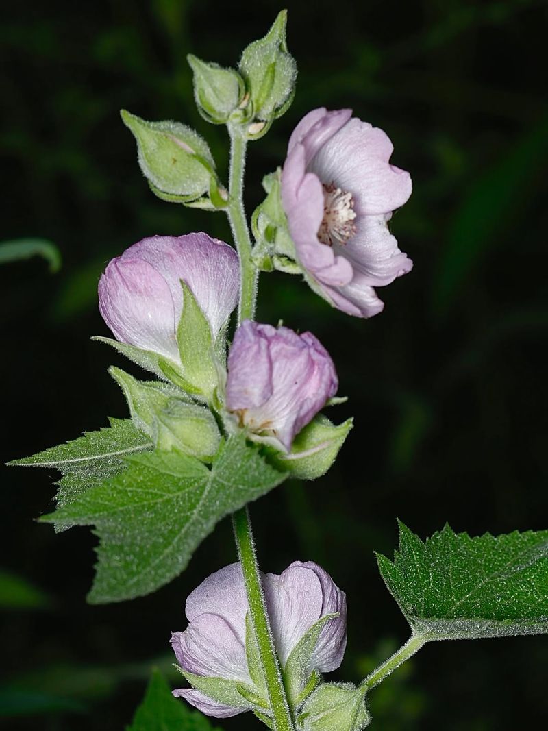 Peters Mountain Mallow