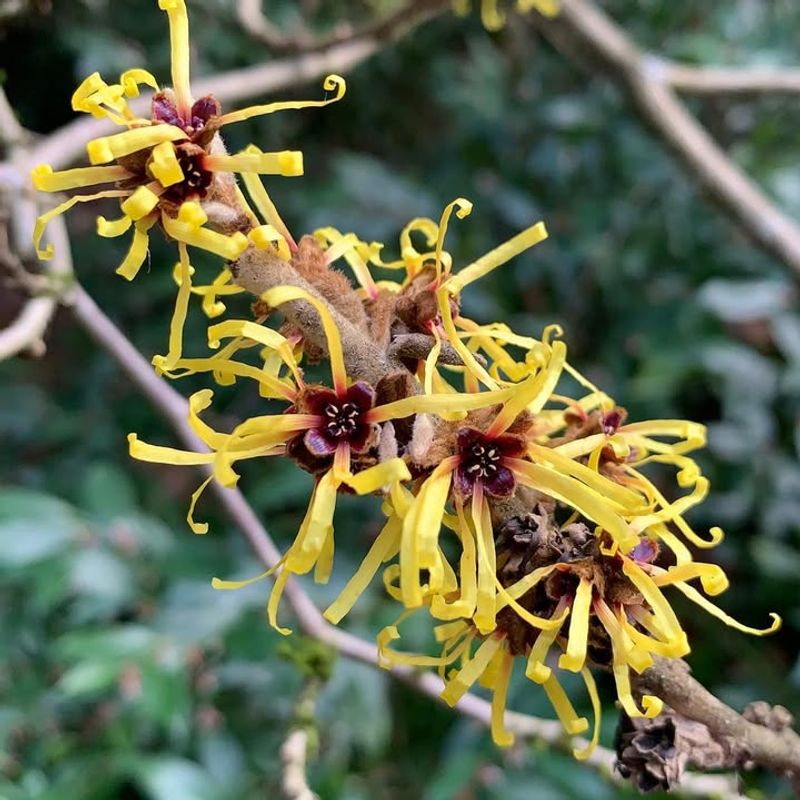 Witch Hazel