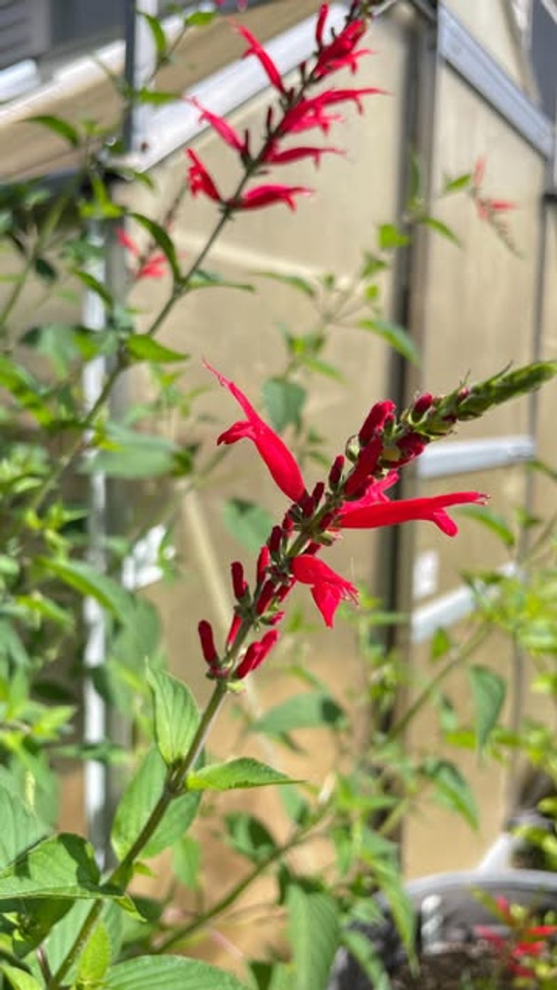 Pineapple Sage Brightens Cool Days